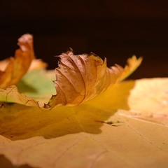Bereft by Robert Lee Frost read by Sonia Vilim