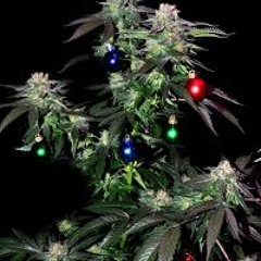 Acapella Butter by The Smoking Thickets