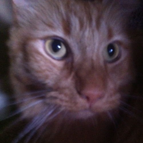 better comeback then 2 pac