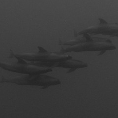 Electra and Fraser socialising