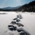 Artwork for Snowshoe Tracks