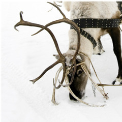 Merry Christmas (I don't wanna to fight tonight) a RAMONES cover by HELLUVAH