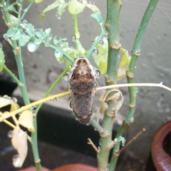 Cornelyus - Cinco dub