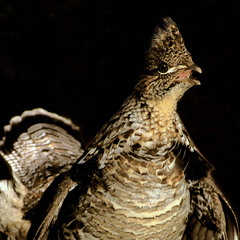 The Little Drummer Boy
