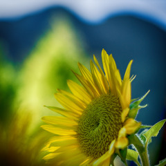 Shaun David & the Lost - Singular Kind (Patrick Ebert Remix)