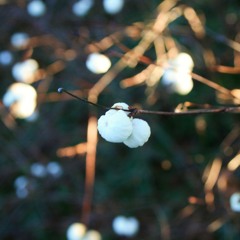 Rudolph The Red-Nosed Riendeer