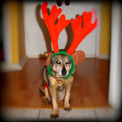 Run, Run Rudolph (Chuck Berry) - Christmas 2014