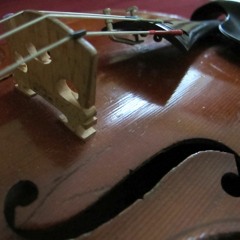 Lurchi's Abenteuer - a Yellow Salamandr story