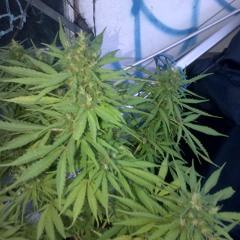 Nada Que No Tenga - Bepóss Del Cypher