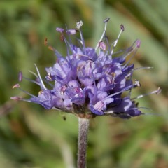 The Weakness In Me  (Joan Armatrading)by Queen Elvis