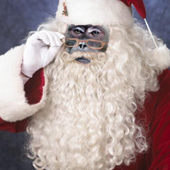 Minimal Monkey - Xmas set