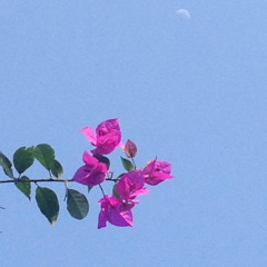 skyy