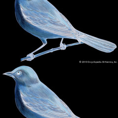 First Soundcloud Post  Birds N Strings Quartet