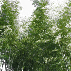 Oh for the day asobimix