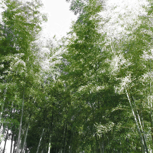 Oh for the day asobimix