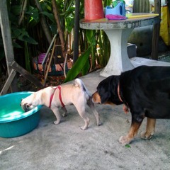 Dragonball Z srw cover