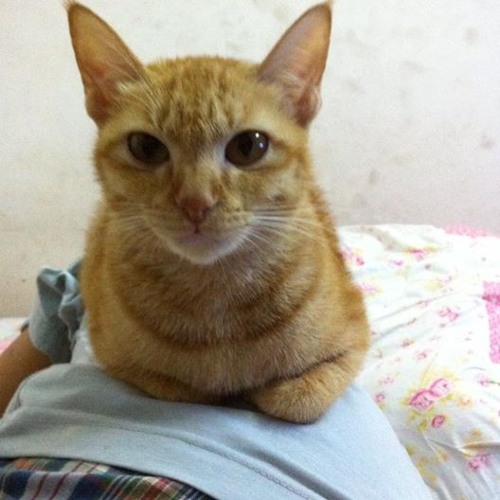 Cang Kho Cang Yeu - Hamlet Truong