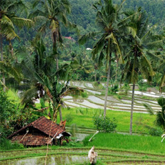 Kacapi Suling