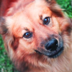 Houdinni - Danza del Melon