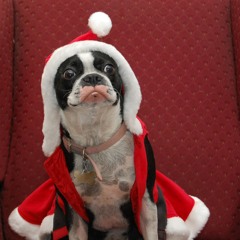 All I Want For Christmas Is Shramp