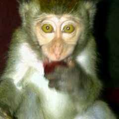 JACK X-TREME FUNKYTONE GOYANG DUMANG