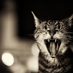 Сheeky cat
