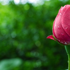 اصالة نصري | الوداع | و مال