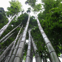 Ed Sheeran - Don’t - Mokabit Remix