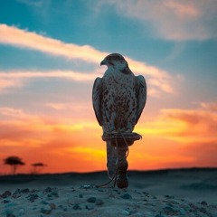 فرخ ومرخيله سبوقه | أداء : مشعل الحبيني