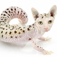 Sonorous By PowTron (DI Radio) - Dec 2014 - 12/26/14