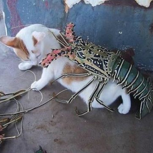 Рак у кошек