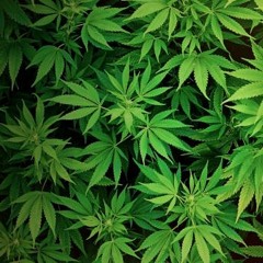 Lifestyle (Remix) FREE OPEN VERSE !!