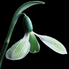 Halindir - Galanthus