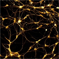 Thomas Andersen - Sound of neurons, live set @ IRCAM, Paris