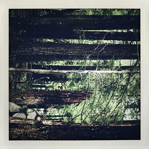 Moosefly - Something In The Trees - DTZ056