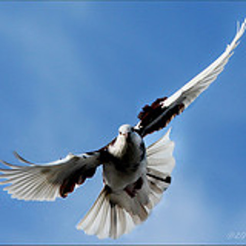 Download Lagu Hevenu Shalom Aleichem (Hebrew, Indonesian 