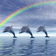 dolphins :)