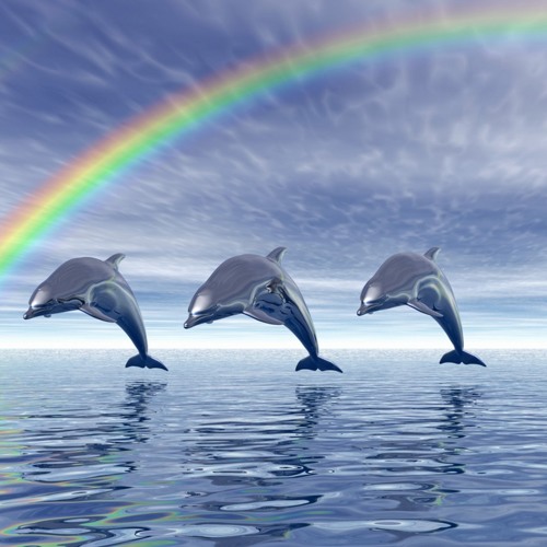 dolphins :)