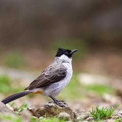 Burung Kutilang (Cover)