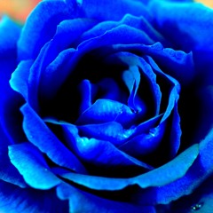 3man - Blue Rose (cut) za prodaju
