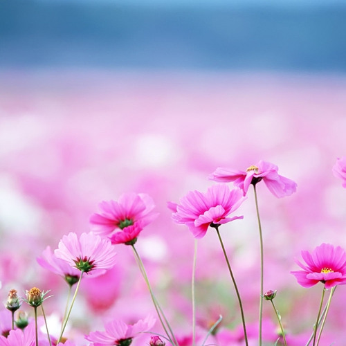 Cám Ơn Cuộc Đời - Artista Band - Artista Band   320 Lyrics, Upload Bởi Diepkhucvang104