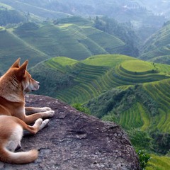 Ambient