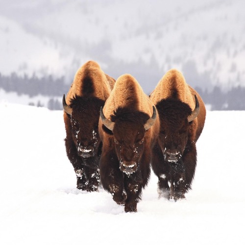 Aéro Jay - Buffalo (original mix)