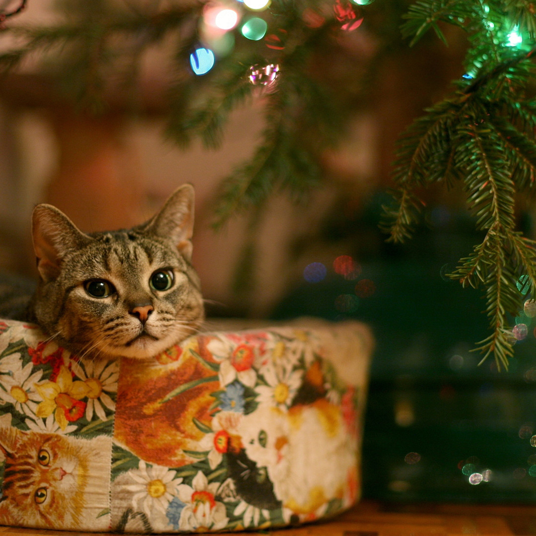 Миколай бородатий мп3