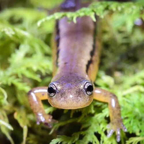 ryan's rotation ~ monday mix #51 ~ 12-29-14