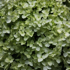 i dream of you in slow motion