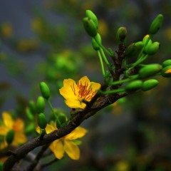 Don - Xuan - Ve - Nhu - Quynh