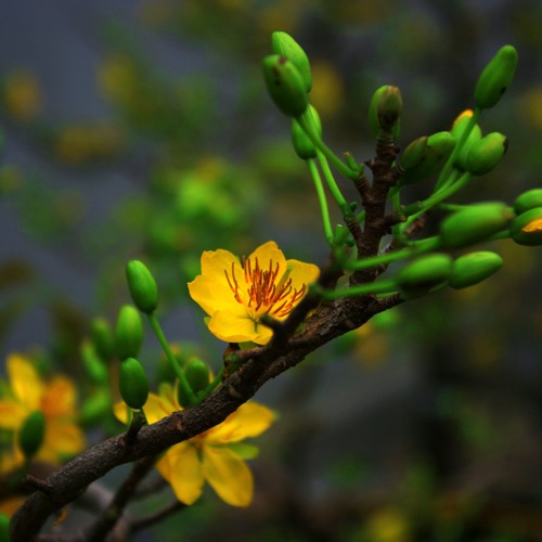 Don - Xuan - Ve - Nhu - Quynh