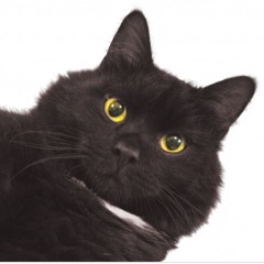 Les chats (normalement pour public scolaire )