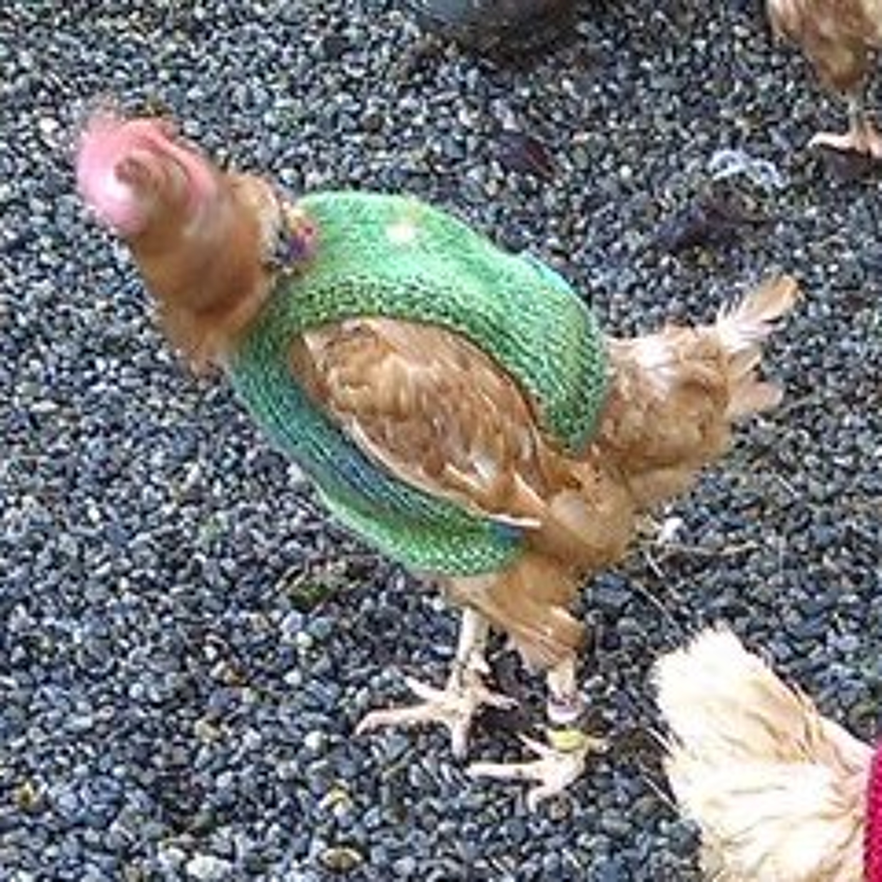 Pete the Vet chats with Moncrieff on Newstalk: cold weather topics, including jerseys for hens
